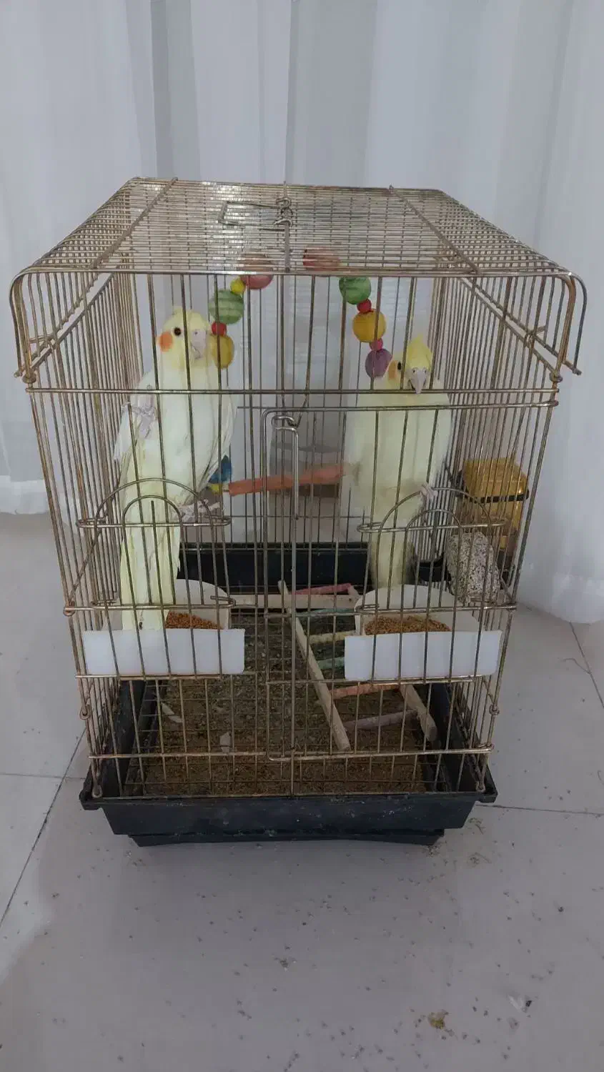 یک جفت عروس هلندی|پرنده|تربتحیدریه, هاشمینژاد|دیوار