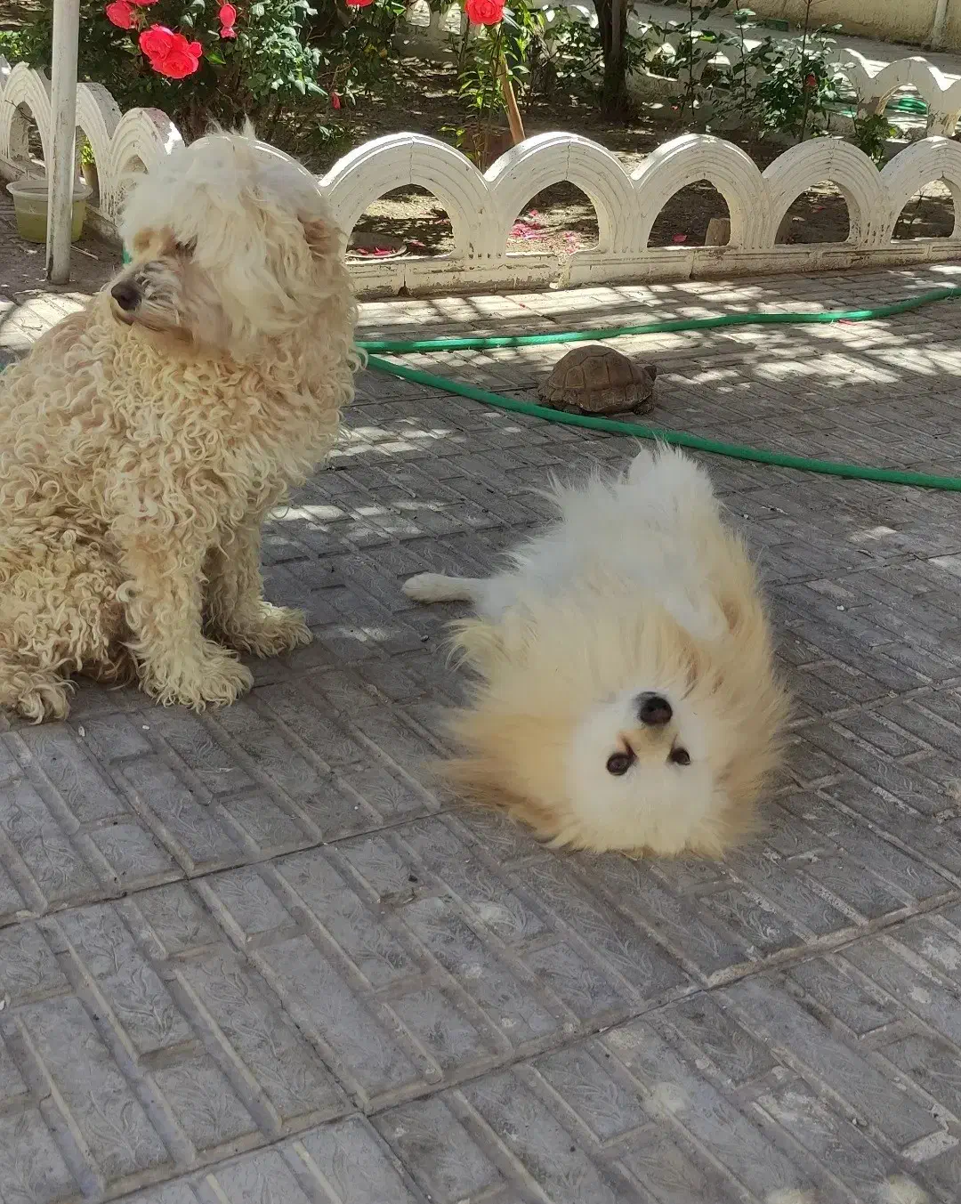 فروش سگ|سگ|کرمان, |دیوار