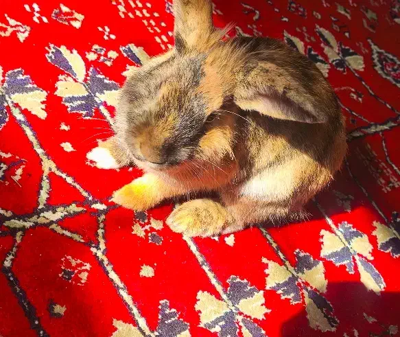 خرگوش میکس|موش و خرگوش|شیراز, پانصد دستگاه ارتش|دیوار