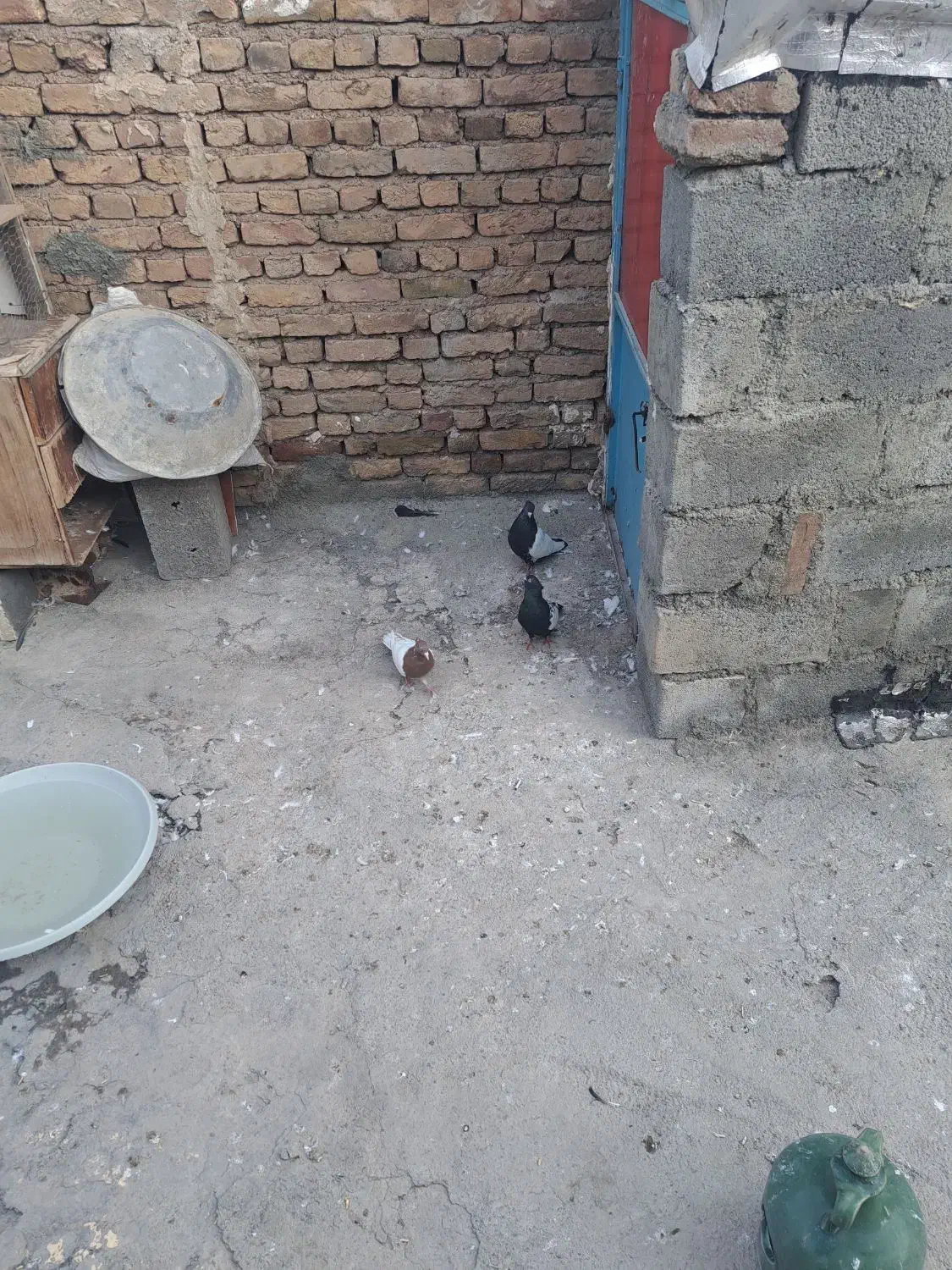 فروش کفتر|پرنده|مرند, |دیوار