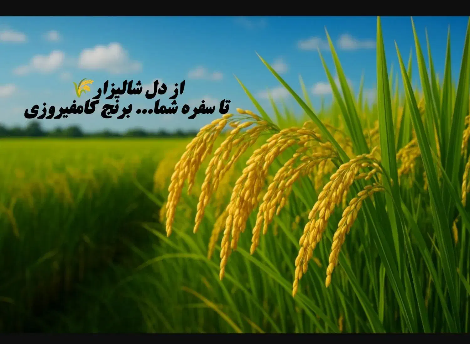 فروش فوری ۱۰۰کیلوبرنج کامفیروزی|خوردنی و آشامیدنی|کر, |دیوار