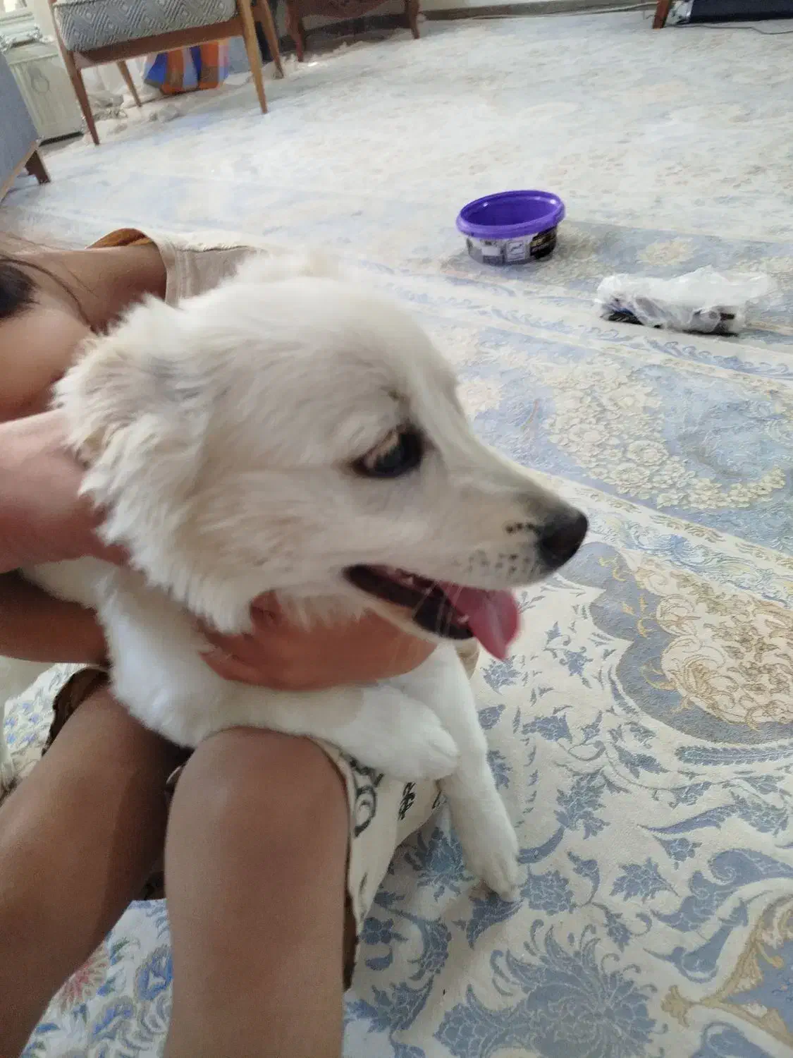 از نژاد شپیتز و پامر|سگ|مشهد, الهیه|دیوار