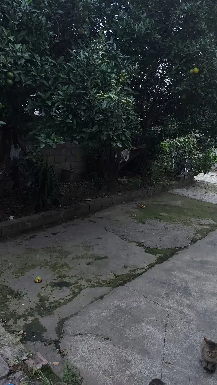 خونه باغ|فروش خانه و ویلا|دابودشت, |دیوار