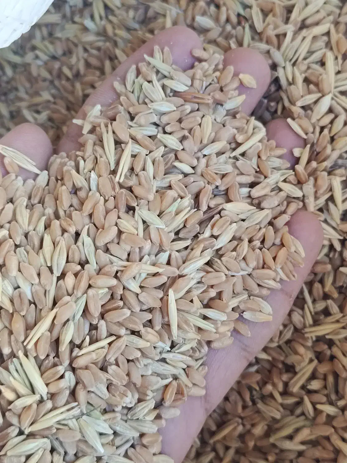 گندم مادری همراه جو|عمده‌فروشی|رامشیر, |دیوار