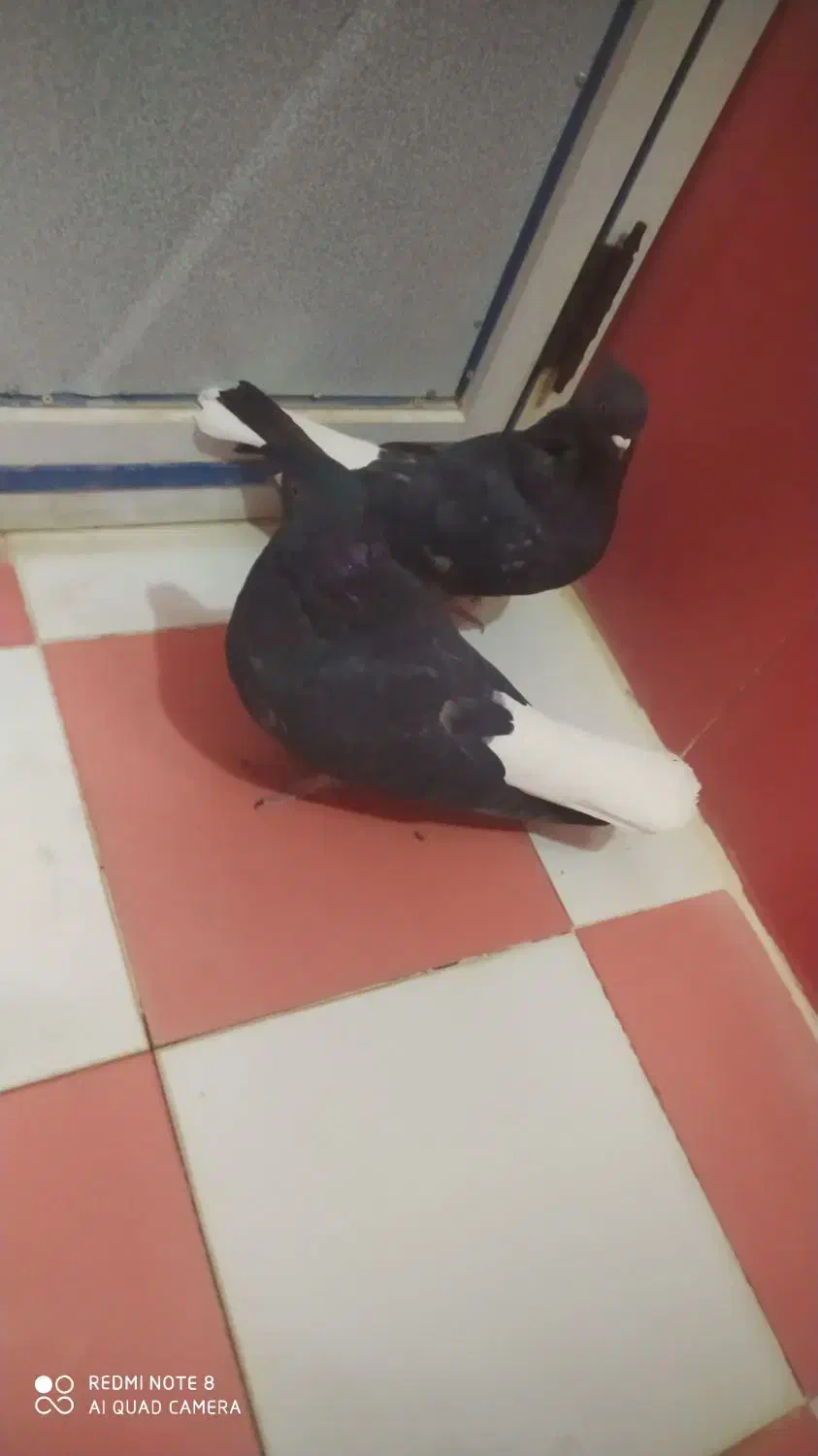 یک جفت کبوتر سیاه دمسفید اشعل|پرنده|دهدشت, |دیوار