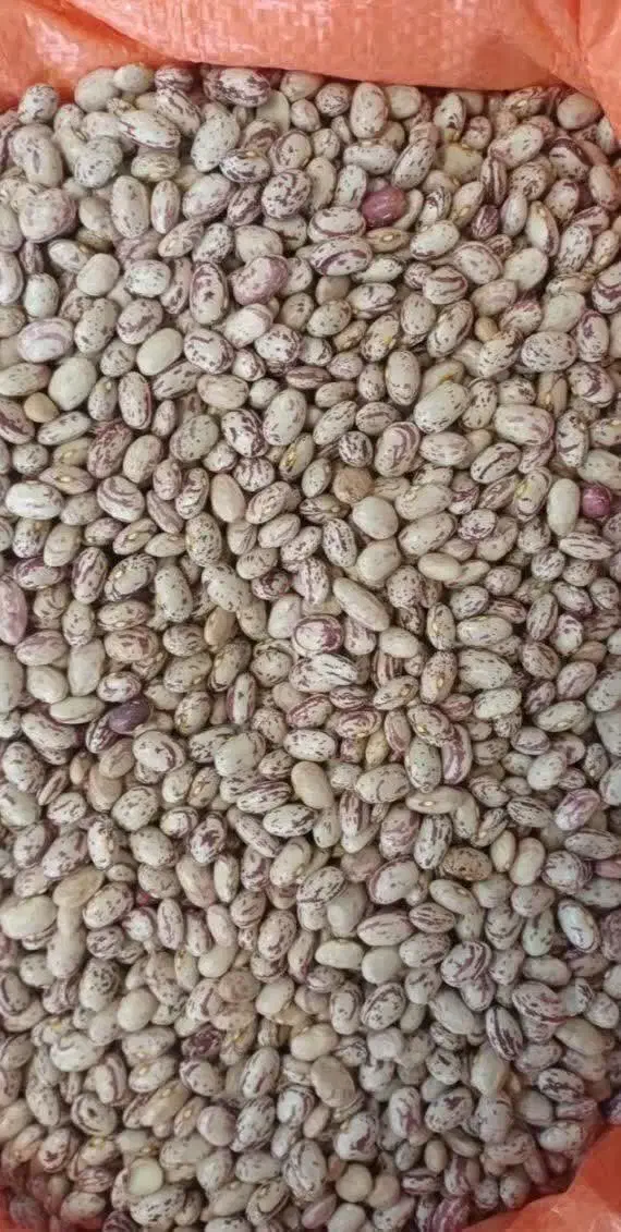 لوبیا چیتی درجه ۱ فقط عمده ( بازدید گیلان)|خوردنی و آشامیدنی|سراب, |دیوار