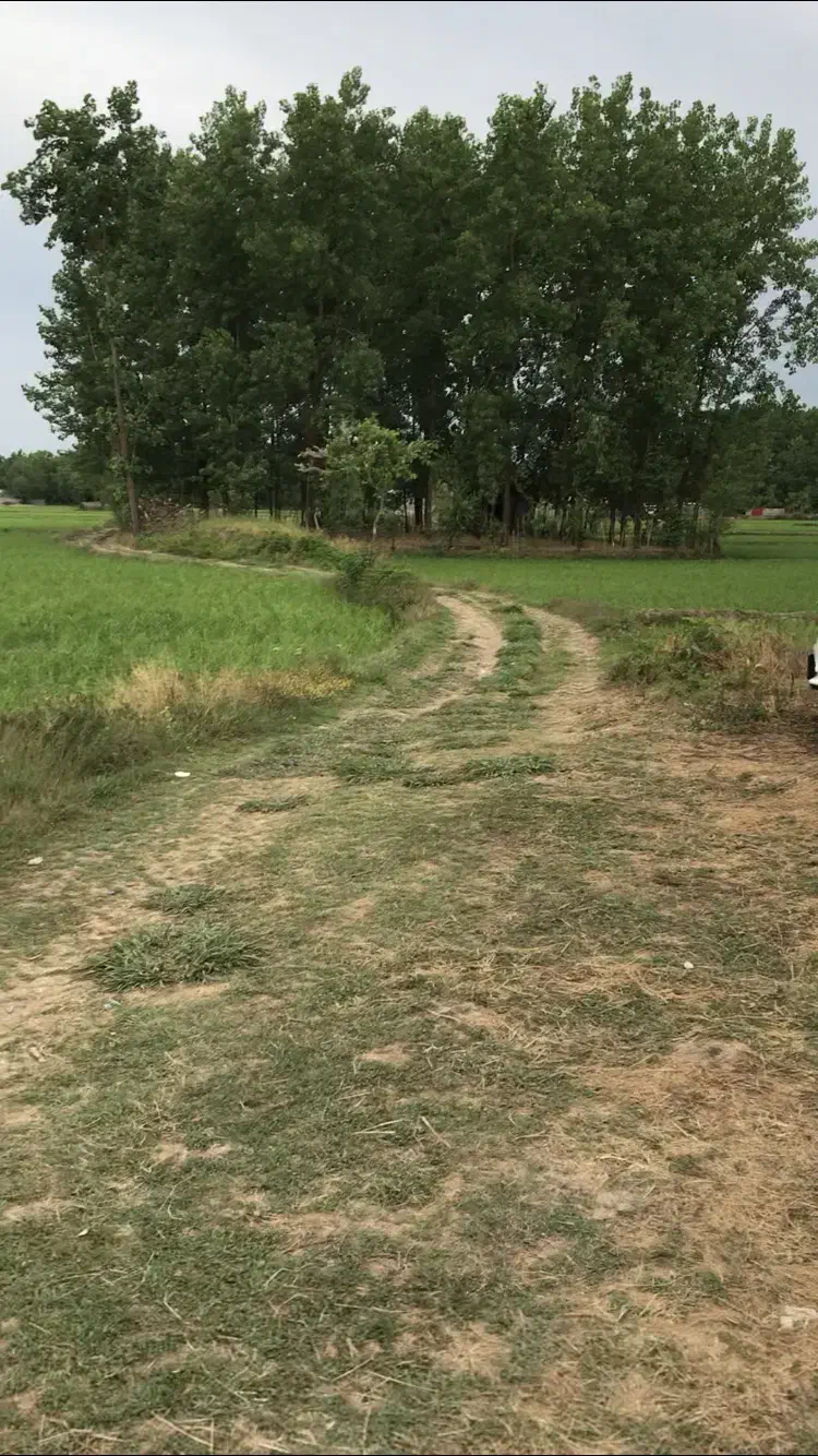 ۱۱۲۰۰ متر زمین کشاورزی شالیزار|فروش زمین و ملک کلنگی|خمام, |دیوار