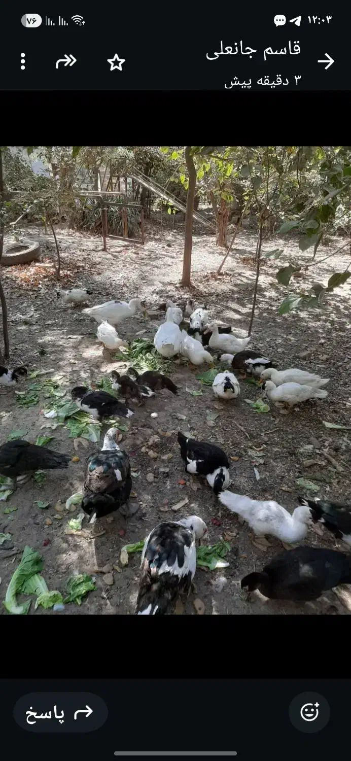 اردک محلی|حیوانات مزرعه|چهاردانگه (تهران), |دیوار