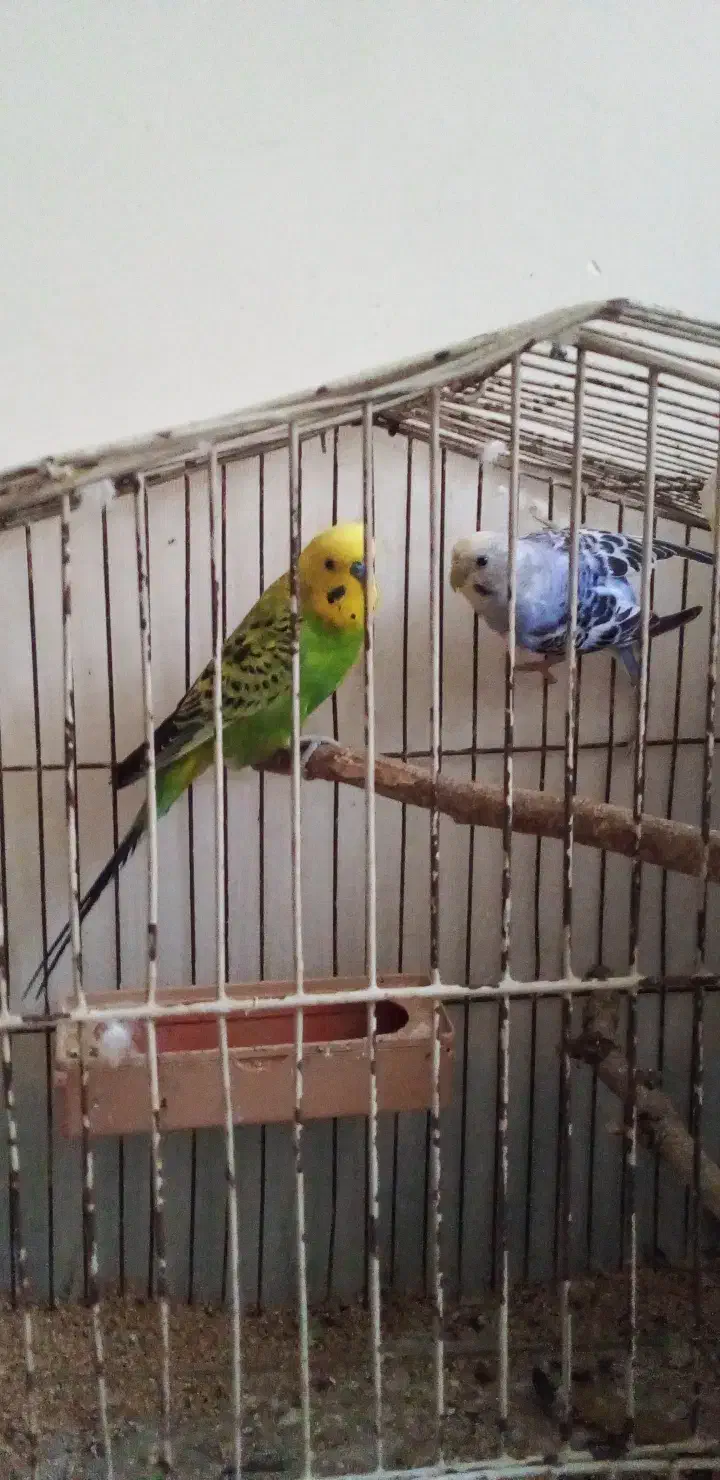 جفت مرغ عشق بالغ|پرنده|اهواز, معین زاده|دیوار