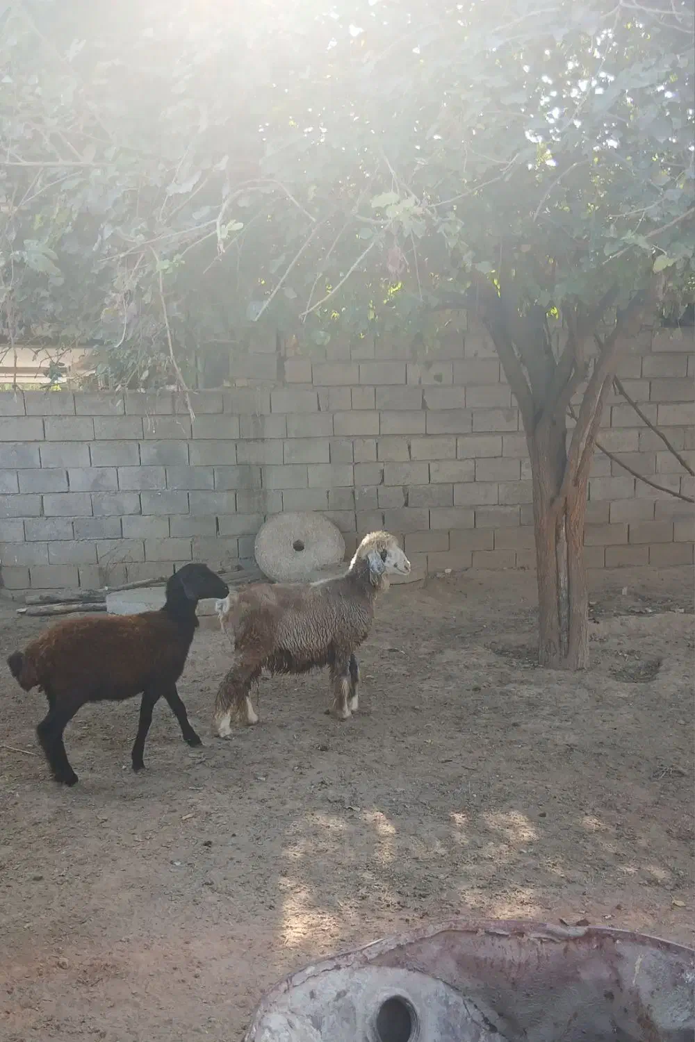 ۳ راس بره ماده ، سالم و سرحال|حیوانات مزرعه|گنبد کاووس, |دیوار