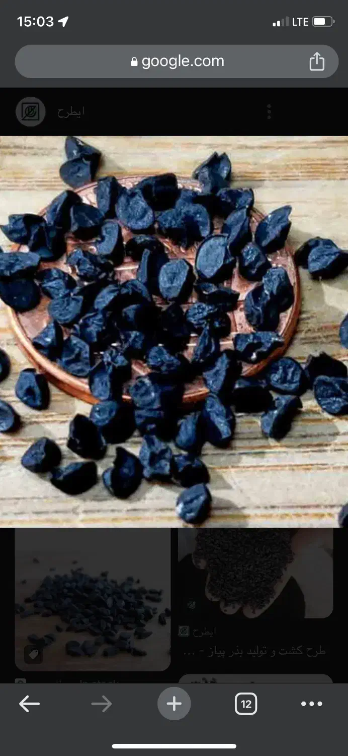 بذر پیاز سفید محلی|عمده‌فروشی|گرگان, |دیوار