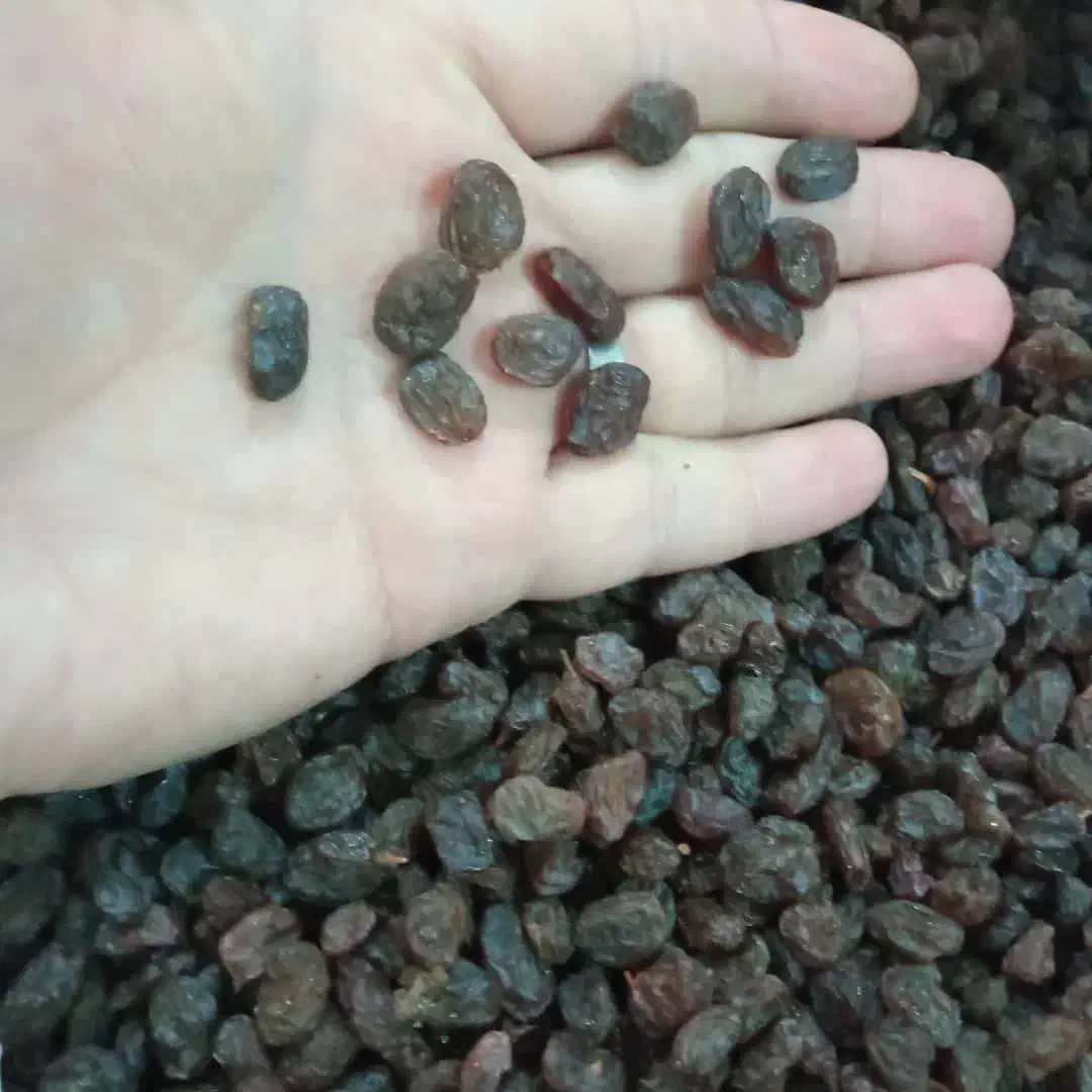 کشمش مخصوص تاکستان|خوردنی و آشامیدنی|لاهیجان, قیام|دیوار