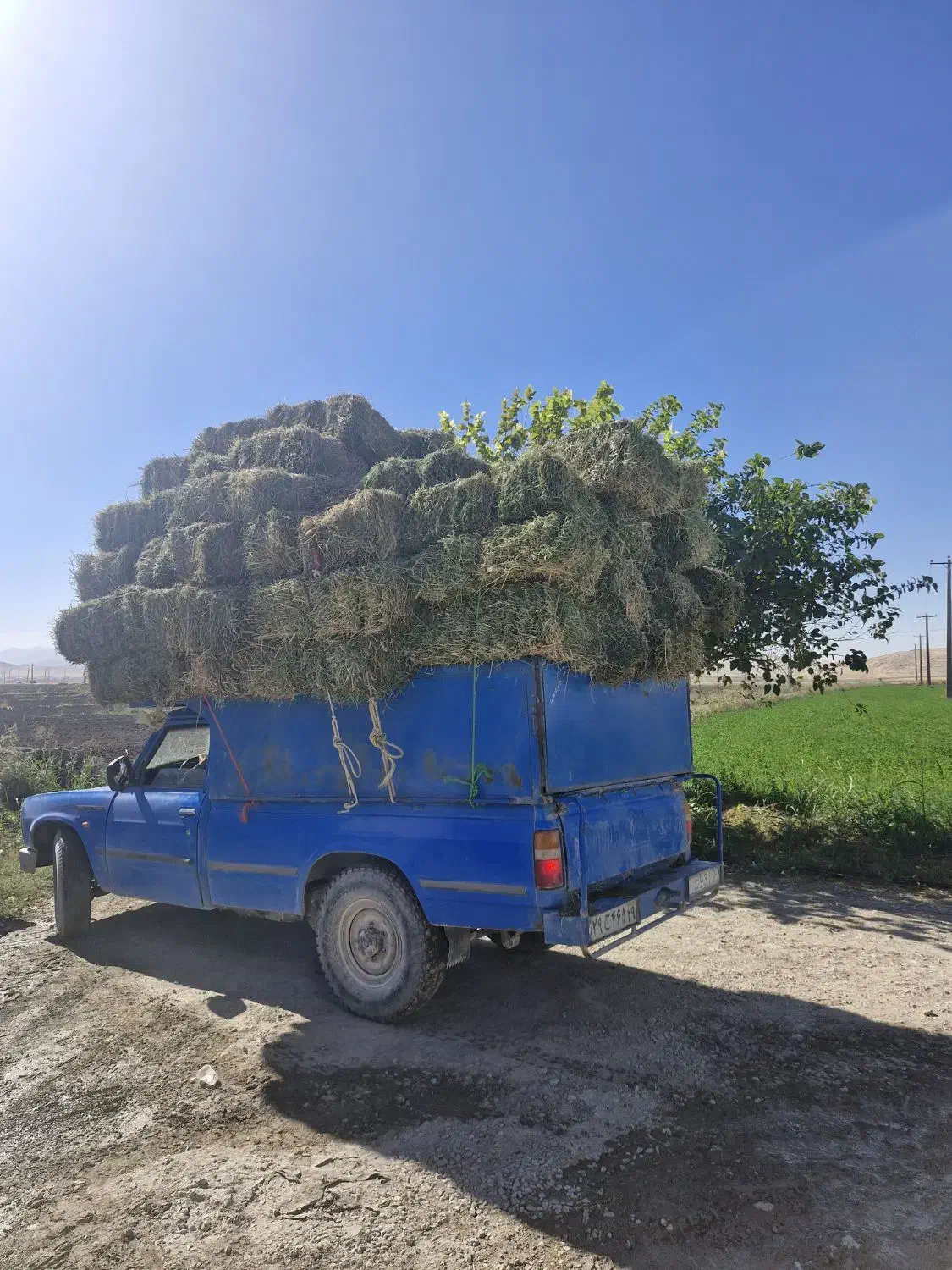 یونجه خشک و درجه یک - مناسب دام گاو  گوسفند اسب|حیوانات مزرعه|دشت ذهاب, |دیوار