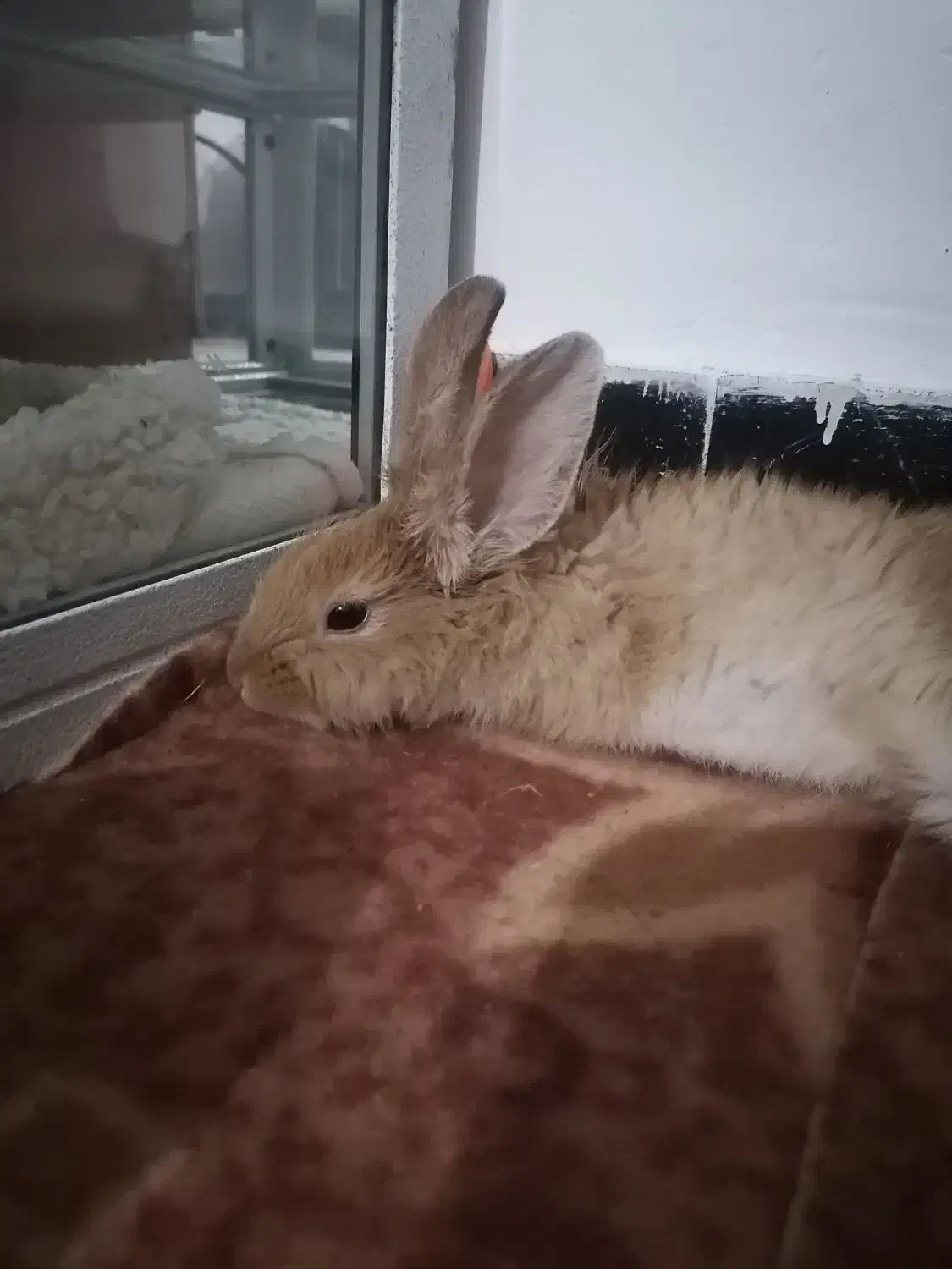 خرگوش|موش و خرگوش|مریوان, |دیوار