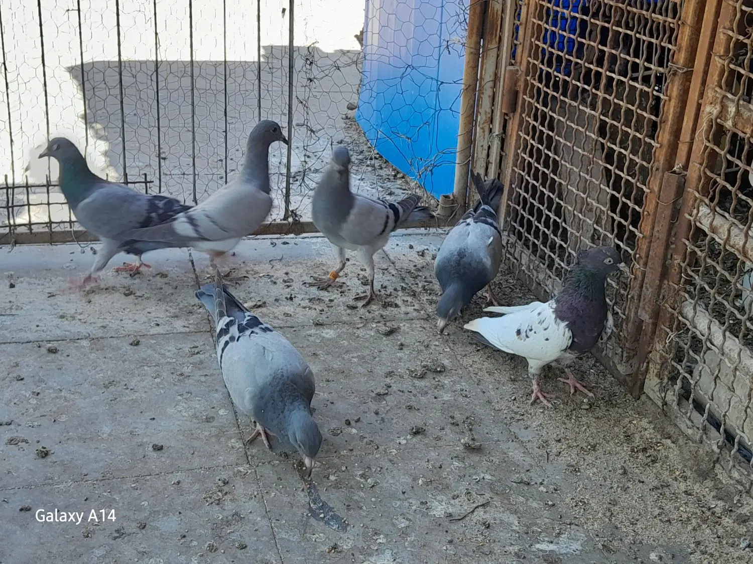 سبز|پرنده|بیرجند, |دیوار