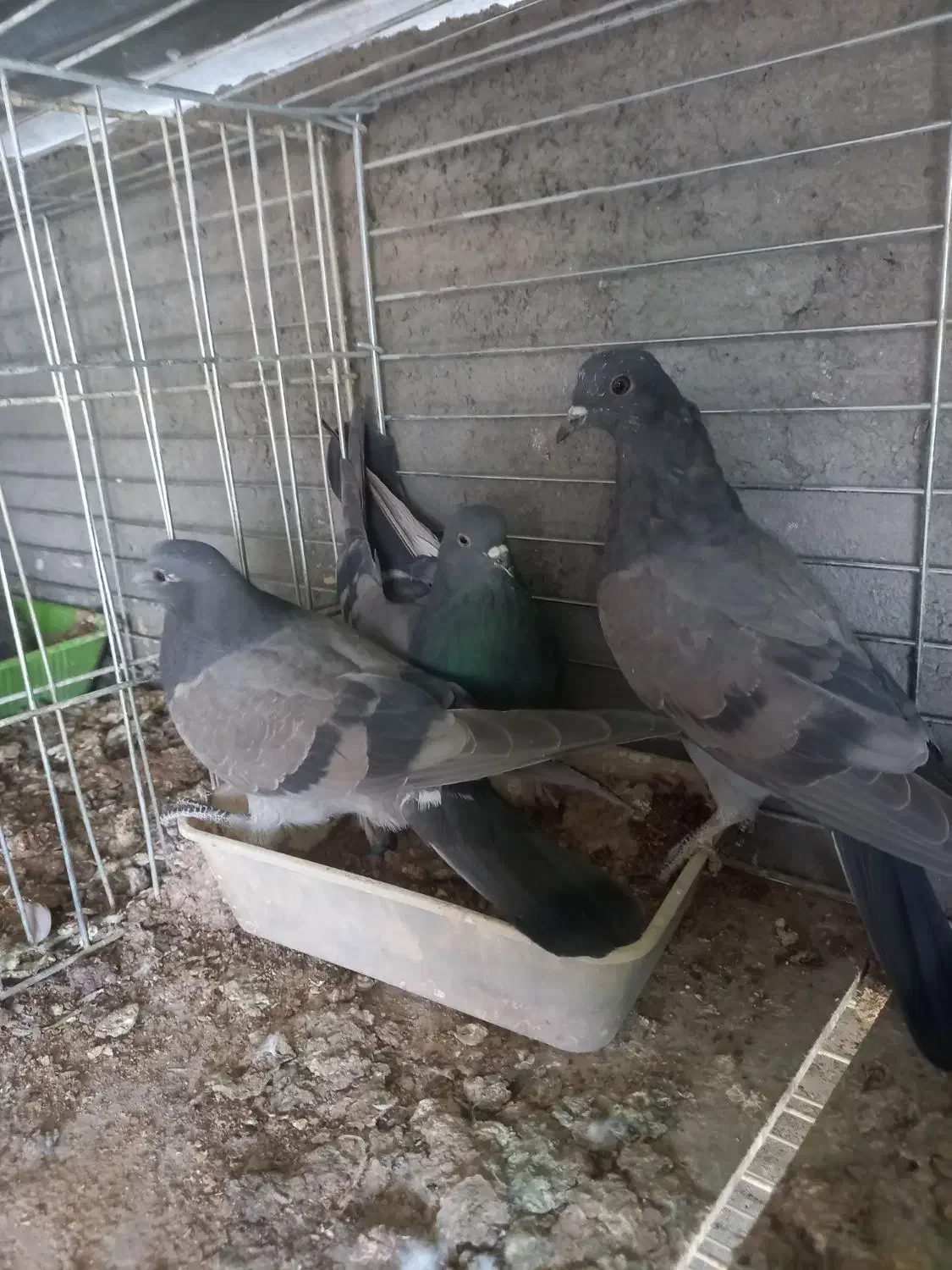 کبوتر پرشی سوسکی و سبز|پرنده|فولادشهر, فولادشهر|دیوار