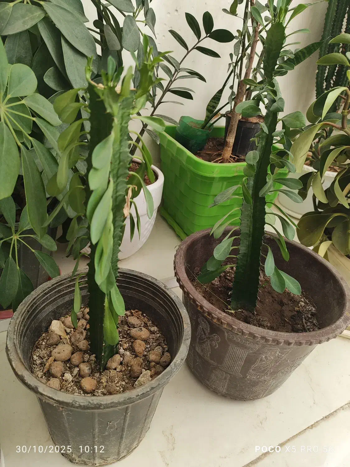 گل طبیعی|گل و گیاه طبیعی|ایلام, |دیوار