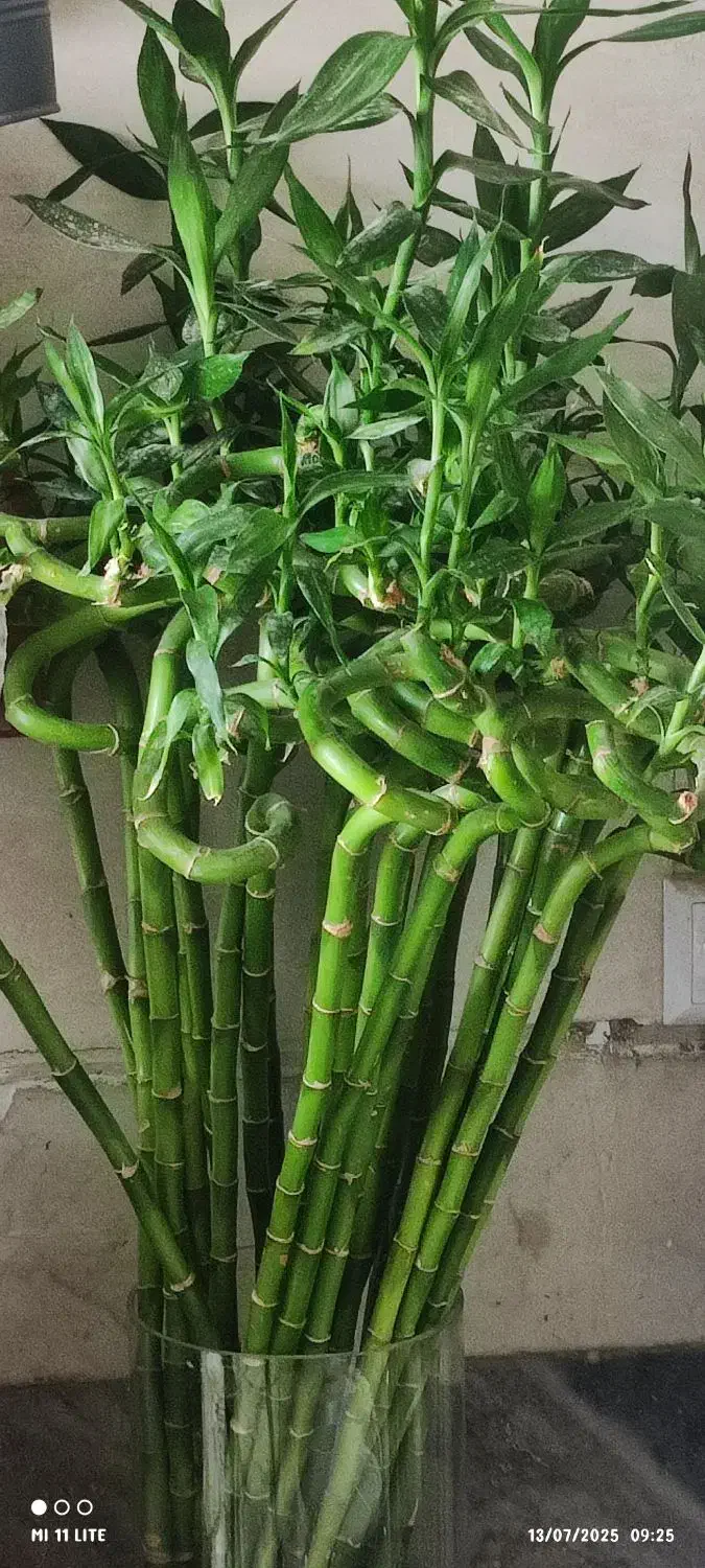 گل .پتوس ارتشی زیر گلدانی|گل و گیاه طبیعی|ورامین, ورامین|دیوار