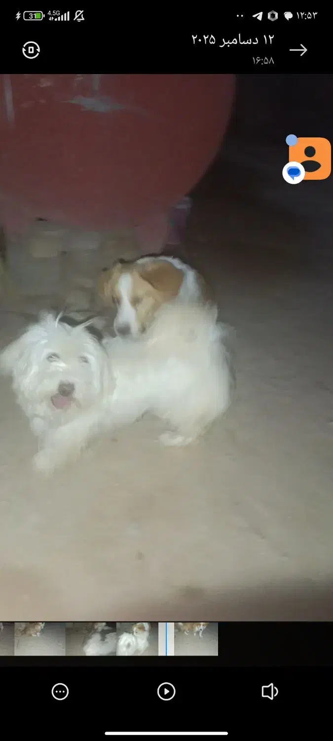 سگ تریر|سگ|مشهد, شهرک امام هادی (شهرک غرب)|دیوار