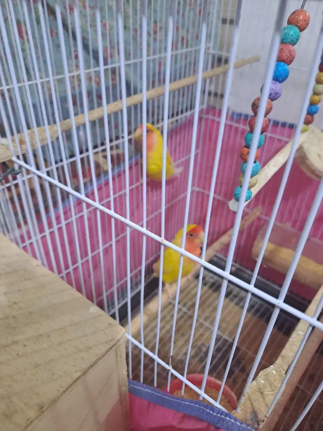 طوطی برزیلی|پرنده|برازجان, |دیوار