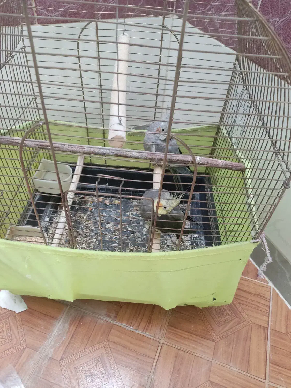 یک جفت عروس هلندی سالم سرحال|پرنده|خنداب, |دیوار