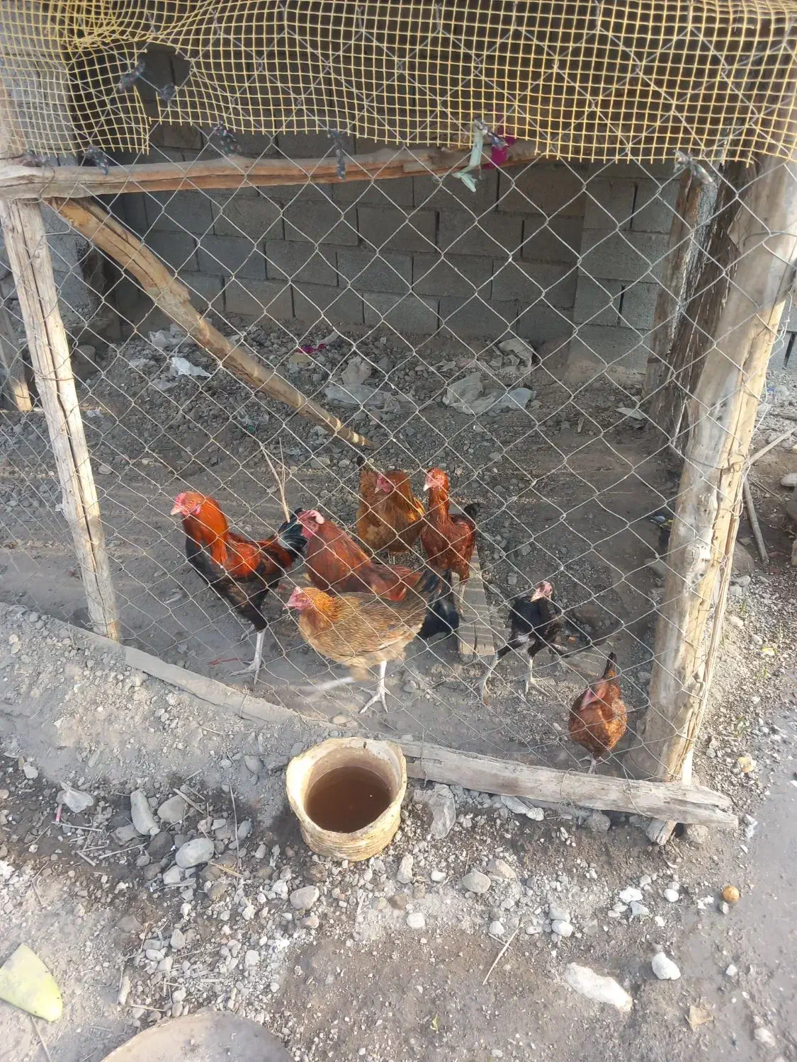 مرغ|حیوانات مزرعه|تخت, |دیوار