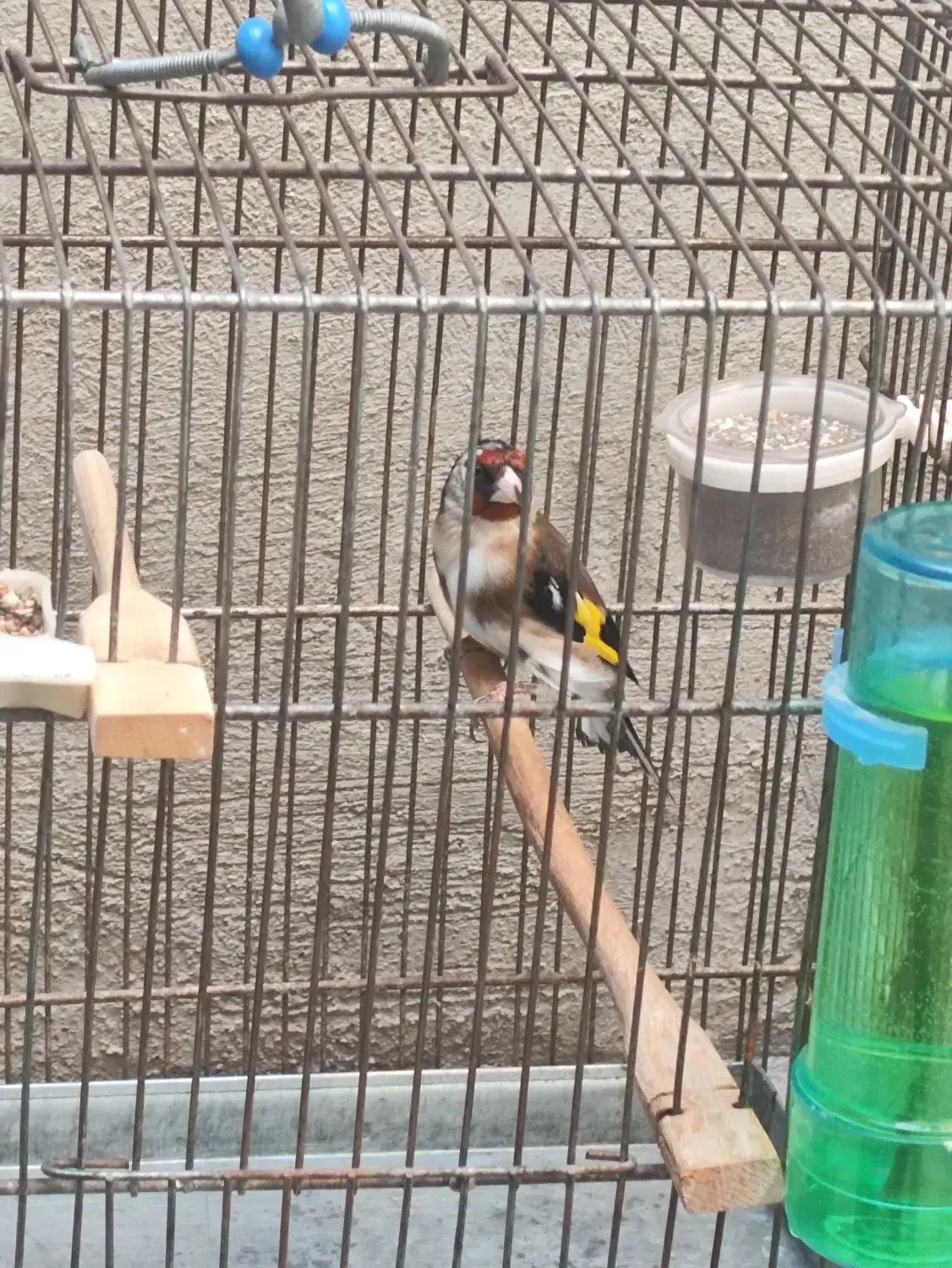 سهره  نر فروشی|پرنده|مشکین‌دشت, |دیوار