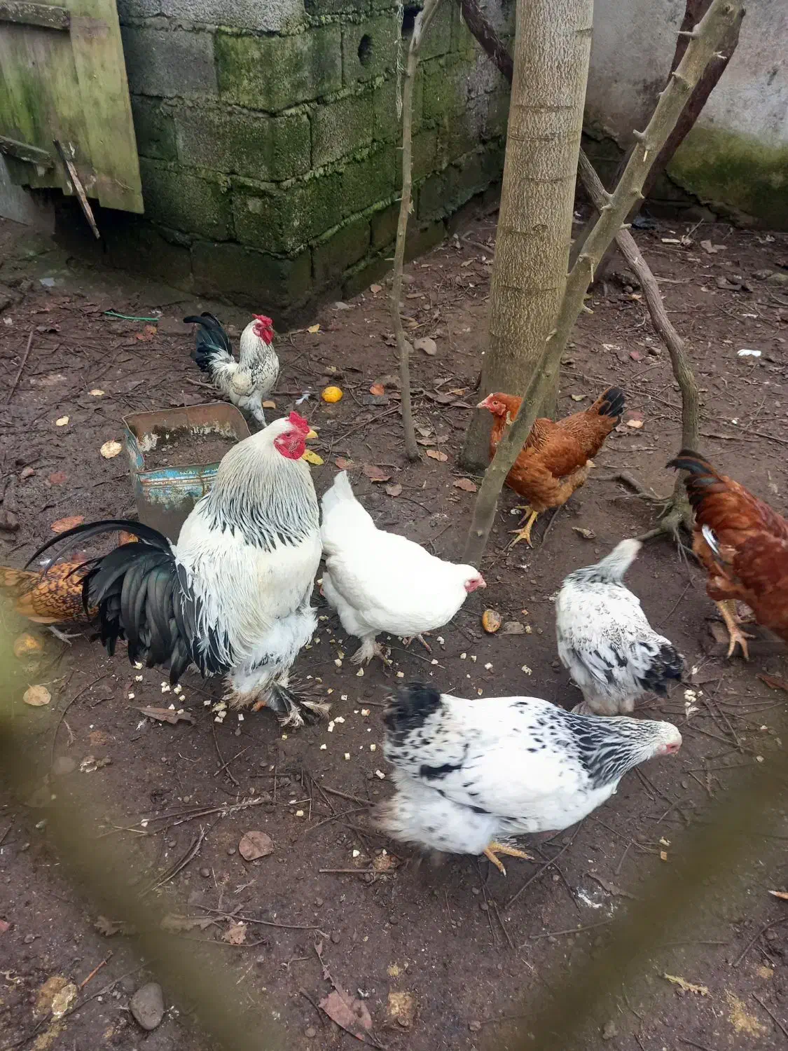 مرغ خروس امپراطور|حیوانات مزرعه|خشکبیجار, |دیوار