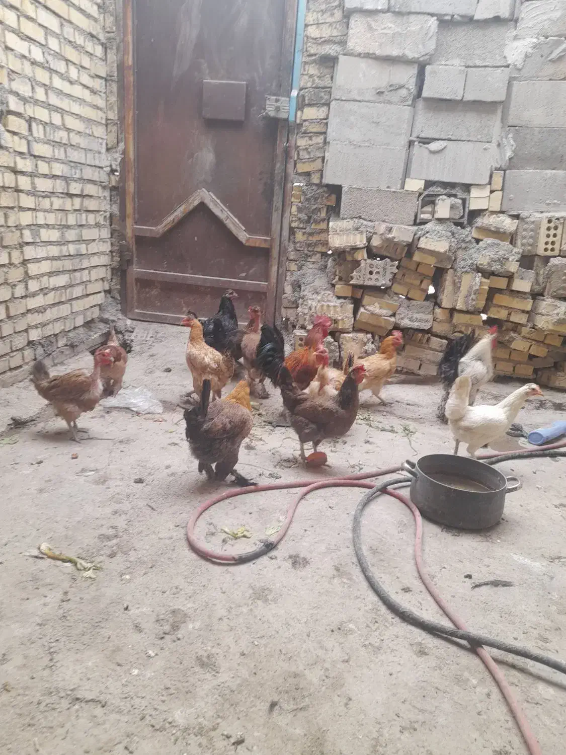 ۱۴ عدد مرغ خروس محلی اصل جوان|حیوانات مزرعه|بهبهان, |دیوار