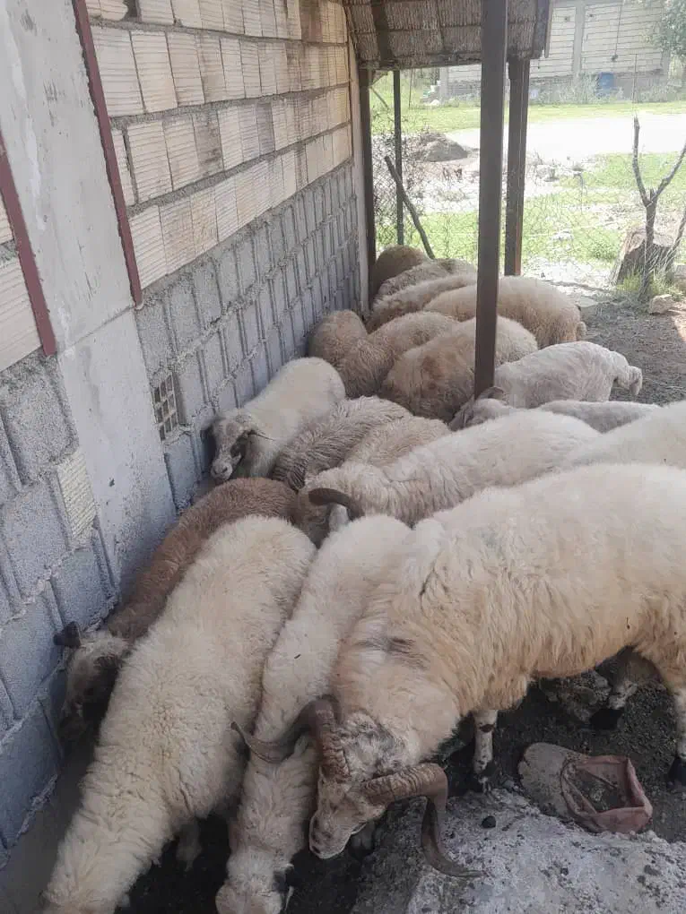 گوسفند زنده|حیوانات مزرعه|رشت, سیا اسطلخ|دیوار