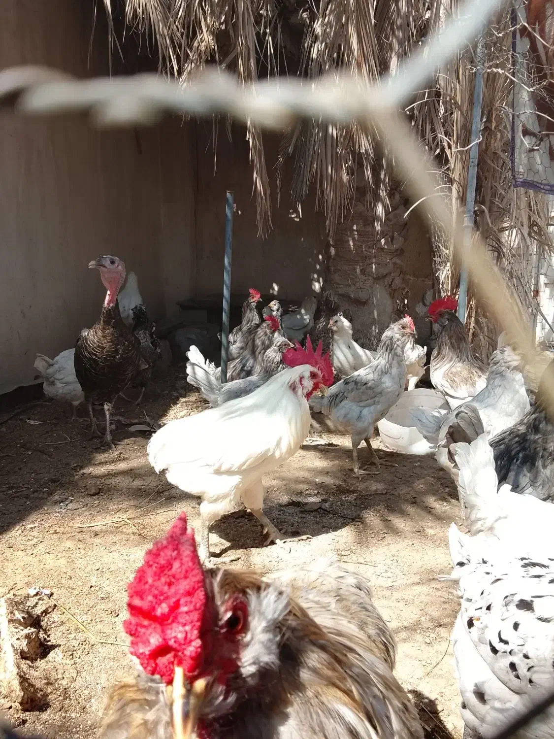 گلین ترکی در اهرم|حیوانات مزرعه|اهرم, |دیوار