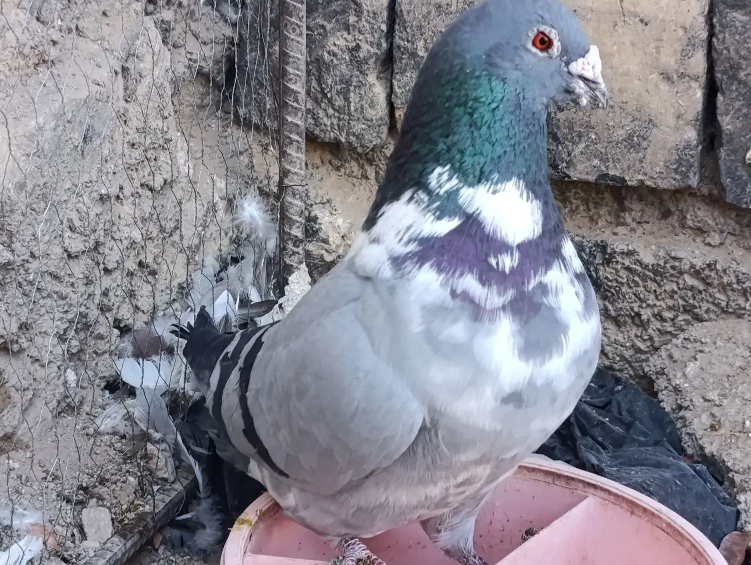 کبوتر طوقی کله سینه پلاکی|پرنده|سیدان, |دیوار