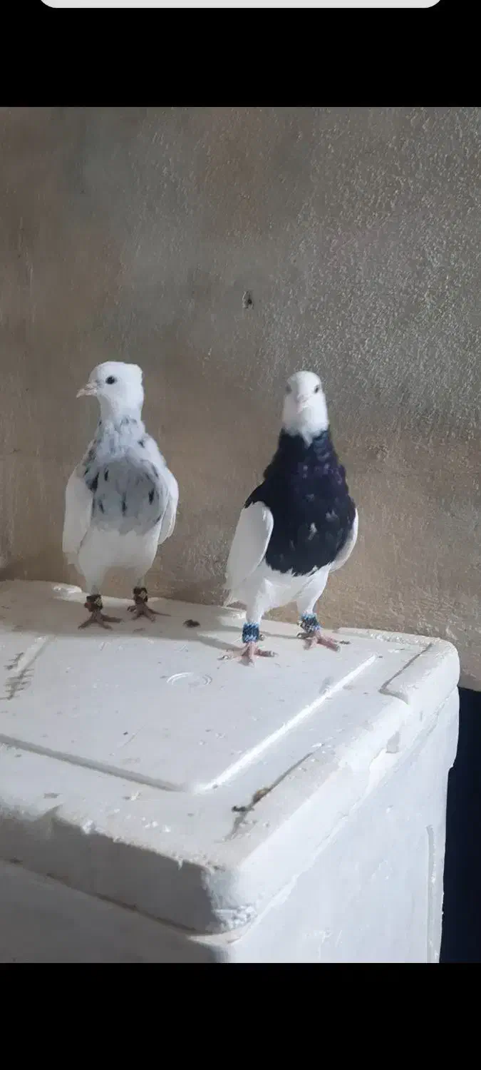 ۹ عدد جوجه طوقی هیچ پری تا ۱۰ بند انداخته|پرنده|یاسوج, |دیوار