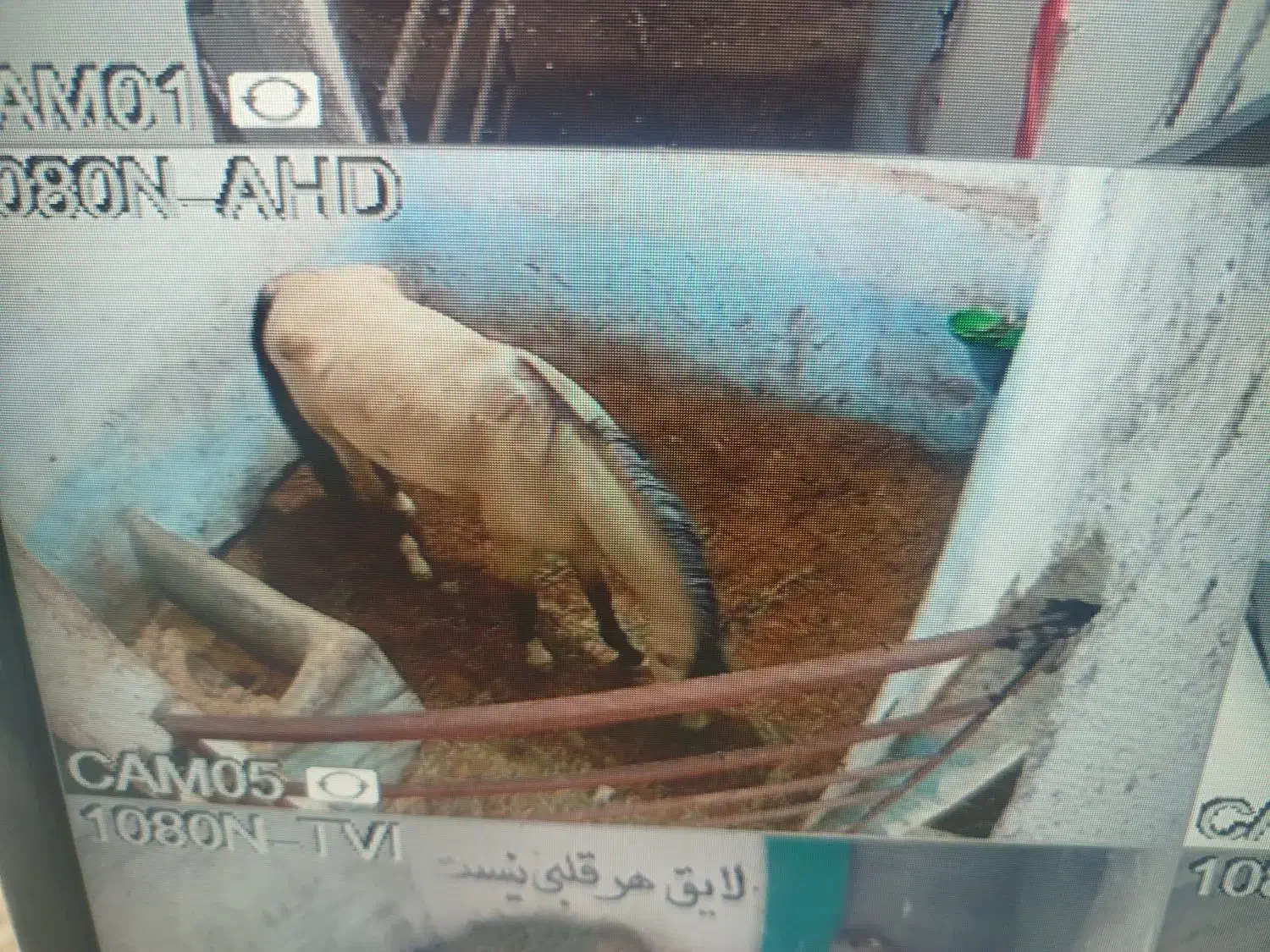 باشگاه اسب سواری|اسب و تجهیزات اسب‌سواری|تبریز, |دیوار