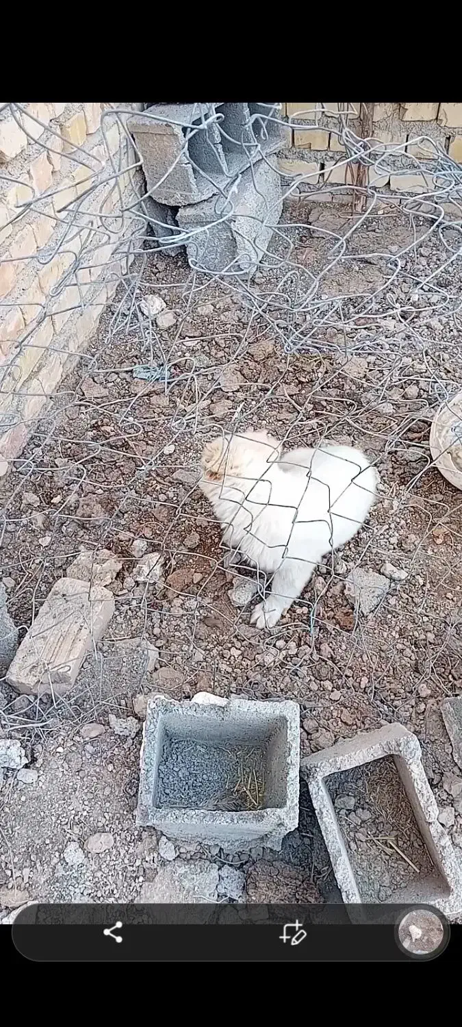 سگ سالم|سگ|جوادآباد, |دیوار