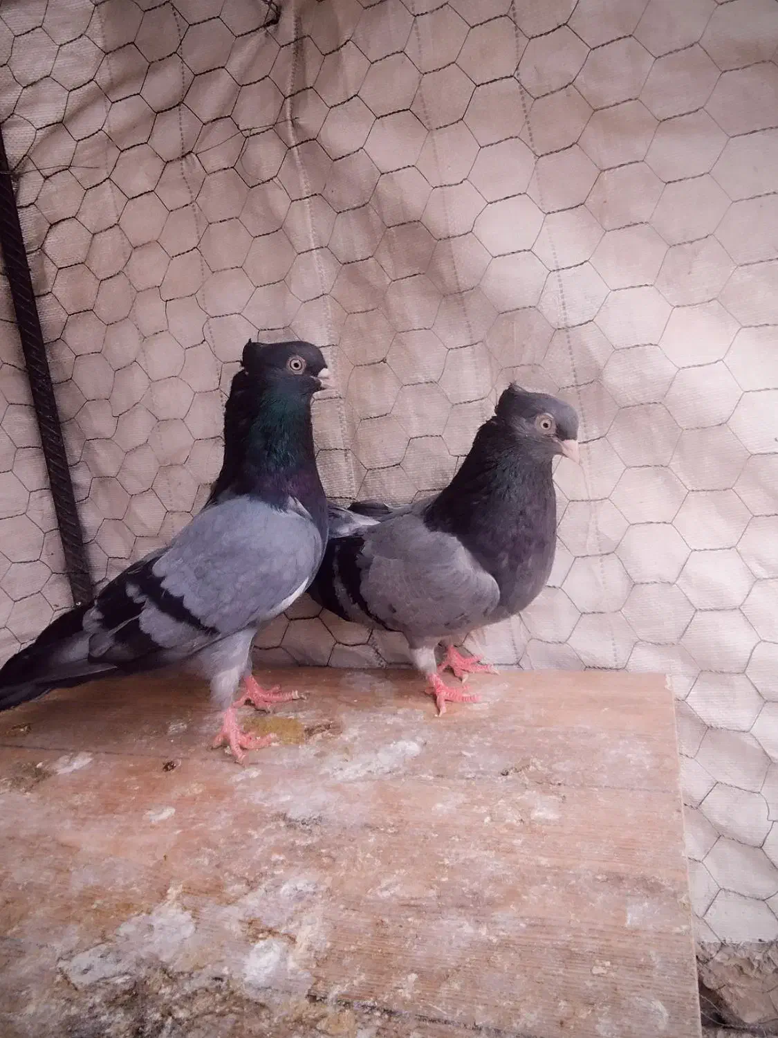 کفتر سبز ابادانی بلند|پرنده|شهرضا, |دیوار