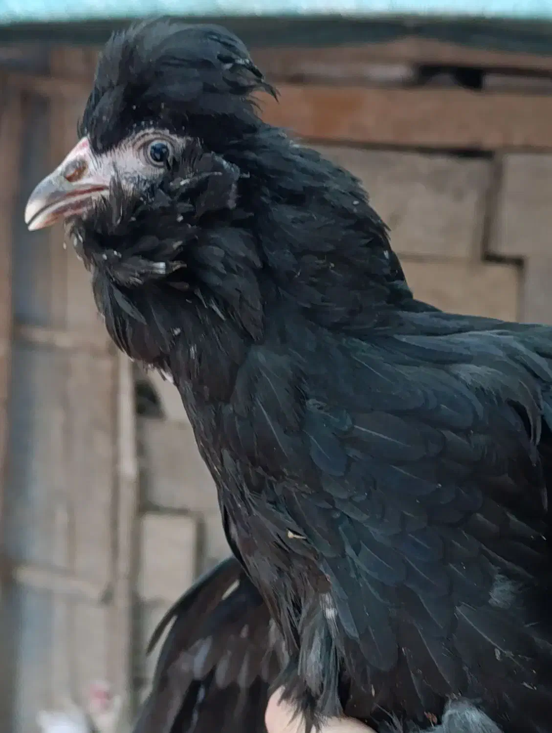 مرغ و خروس گلین|حیوانات مزرعه|آبپخش, |دیوار