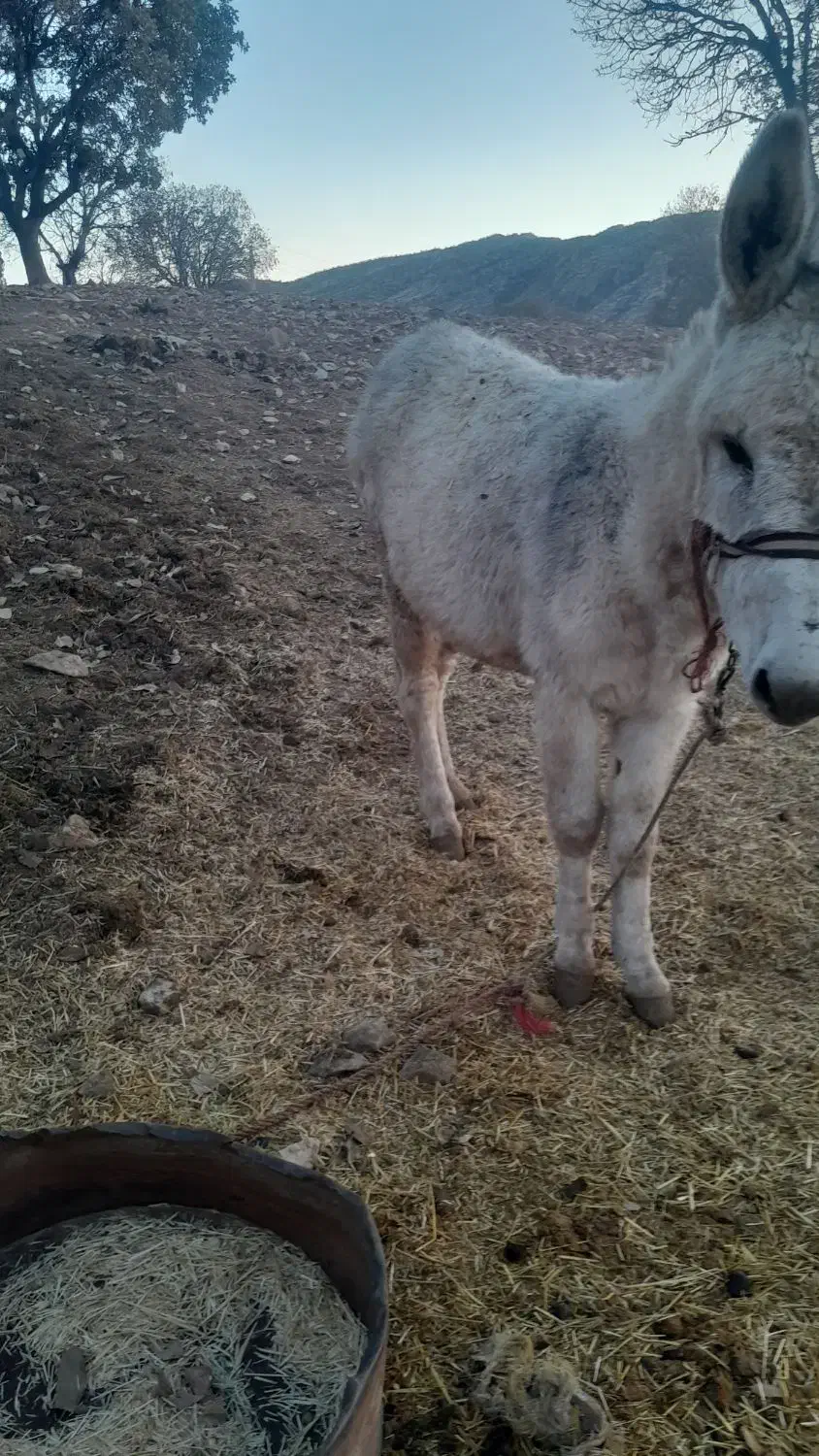 الاغ|حیوانات مزرعه|اسلام‌‌آباد غرب, |دیوار