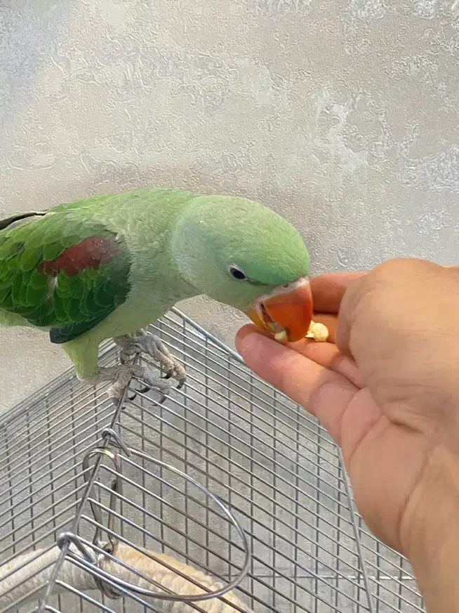 شاه طوطی دستی و آرام و جوان زیبا|پرنده|شیراز, ارم|دیوار