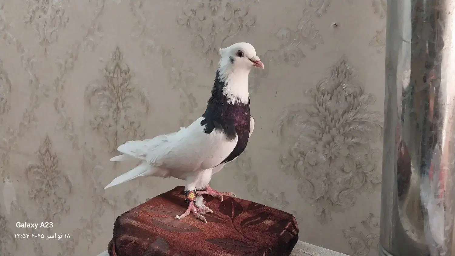 کفتر طوقی|پرنده|بروجرد, |دیوار