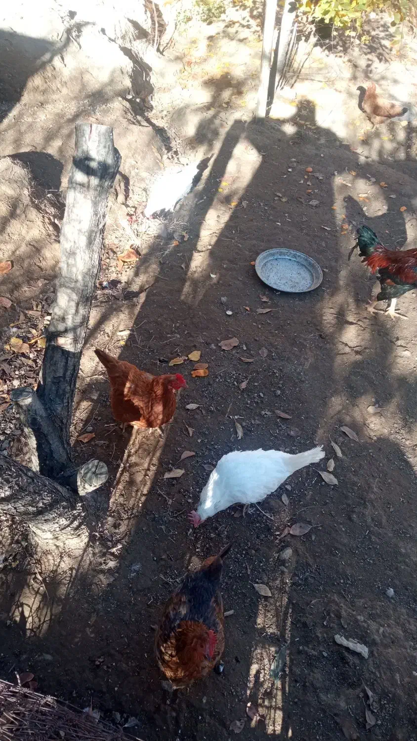 مرغ و خروس|حیوانات مزرعه|موچش, |دیوار