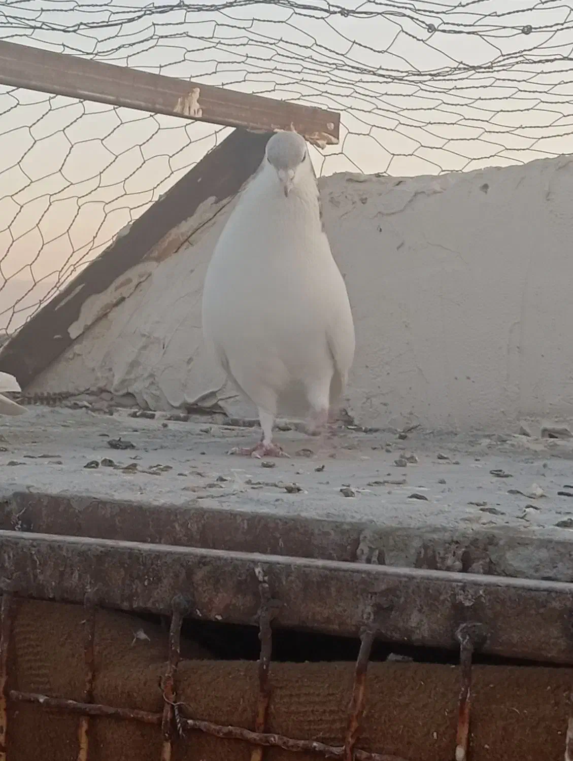 کبوتر|پرنده|گلبهار, شهر جدید گلبهار|دیوار