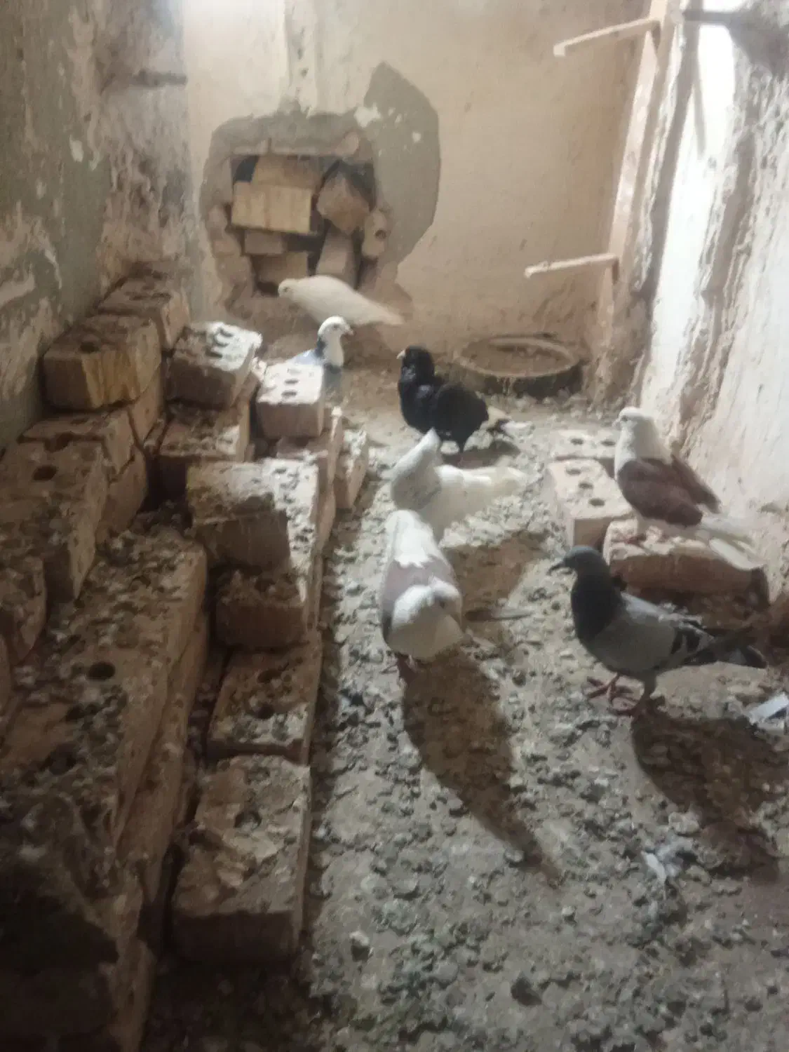 کبوتر|پرنده|نیشابور, رحمت آباد|دیوار