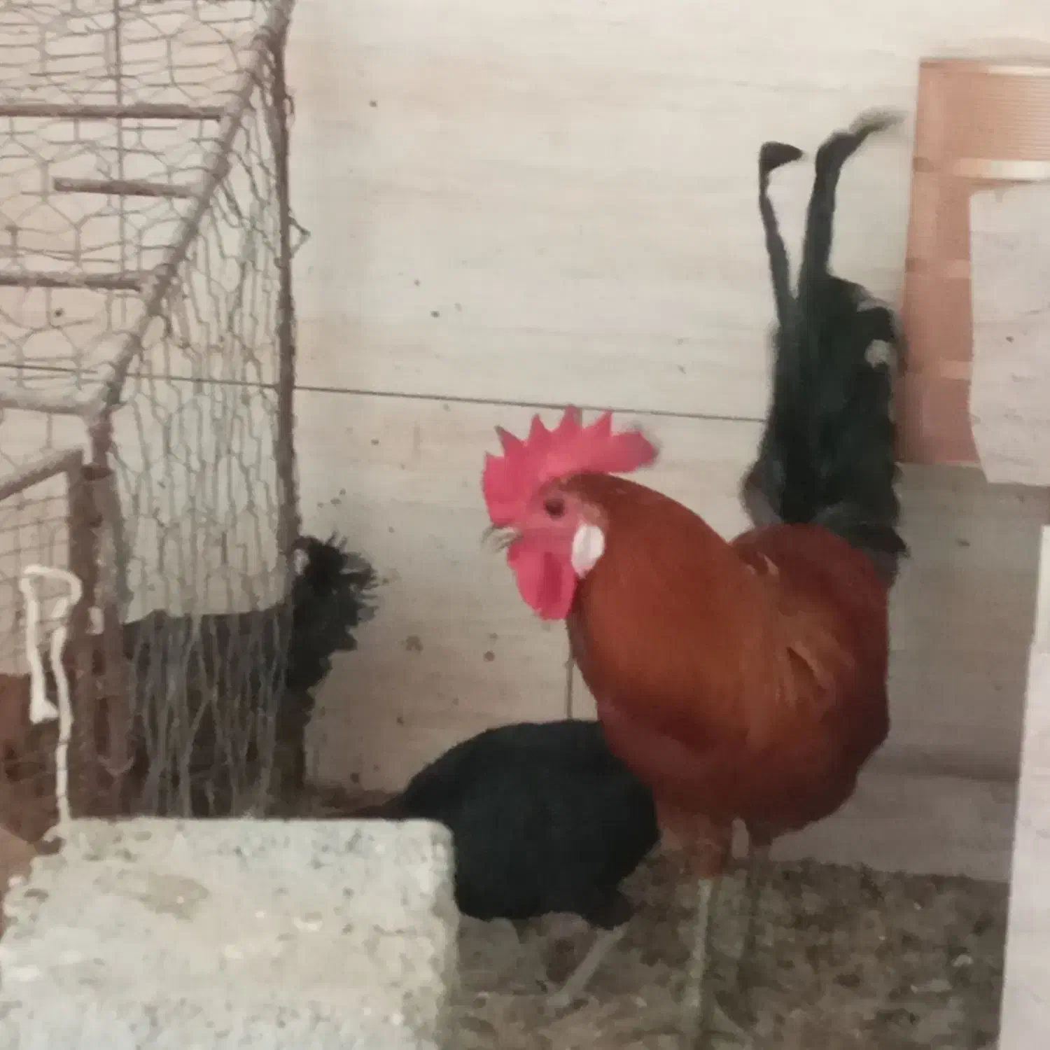 خروس جوان|حیوانات مزرعه|برازجان, |دیوار