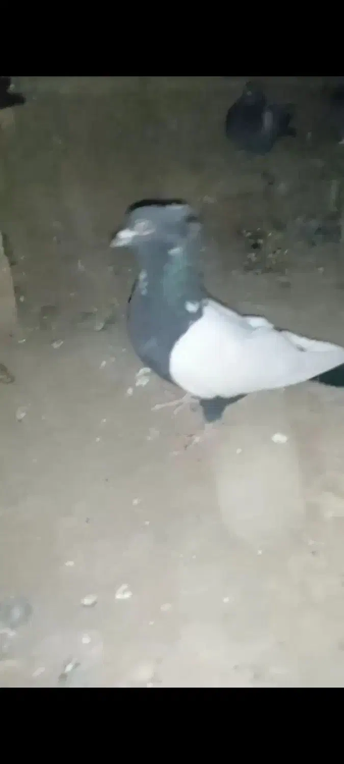 سینه و طاقی فروشی|پرنده|پائین جام, |دیوار