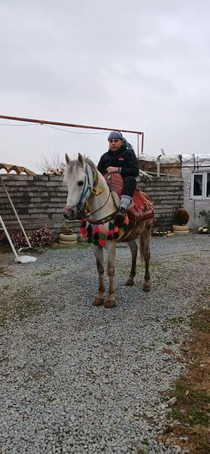 اسب|اسب و تجهیزات اسب‌سواری|نقده, |دیوار