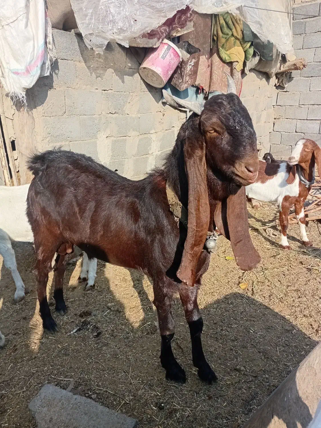 نربز|حیوانات مزرعه|مشهد, طرق|دیوار