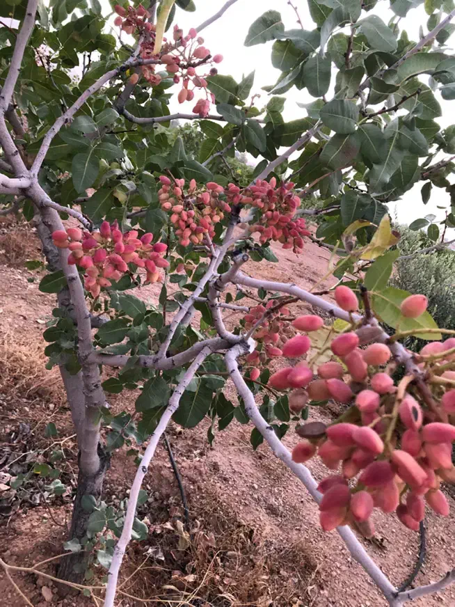 فروش باغشهری|فروش زمین و ملک کلنگی|شیراز, حافظیه|دیوار