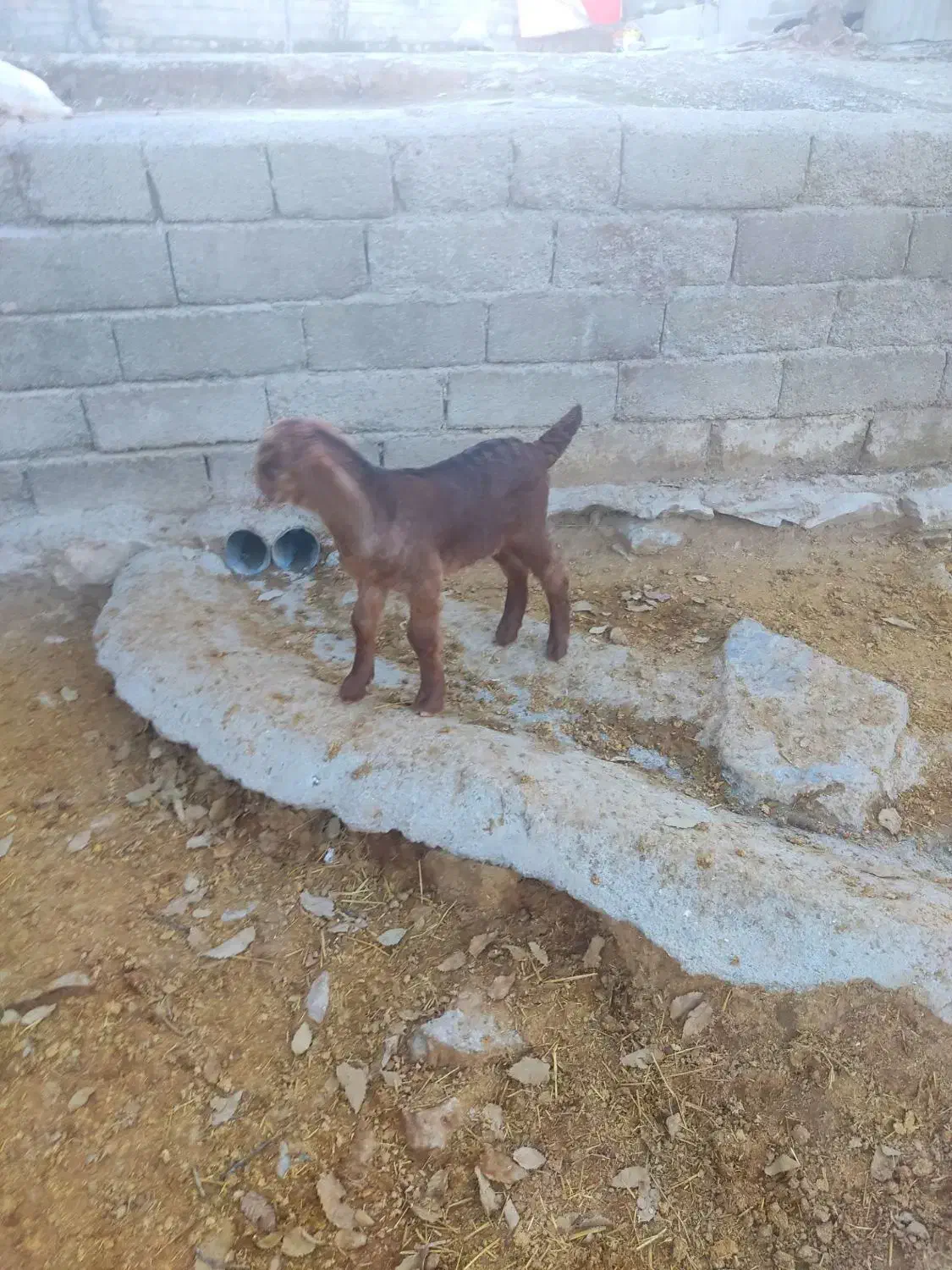 بز.|حیوانات مزرعه|خرم‌آباد, |دیوار