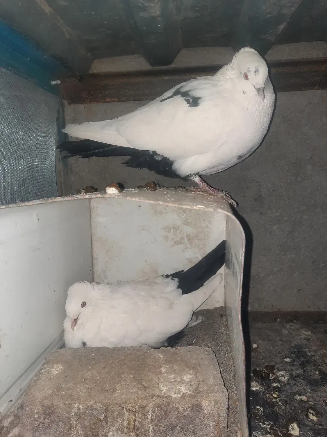 کبوتر|پرنده|بیرجند, |دیوار